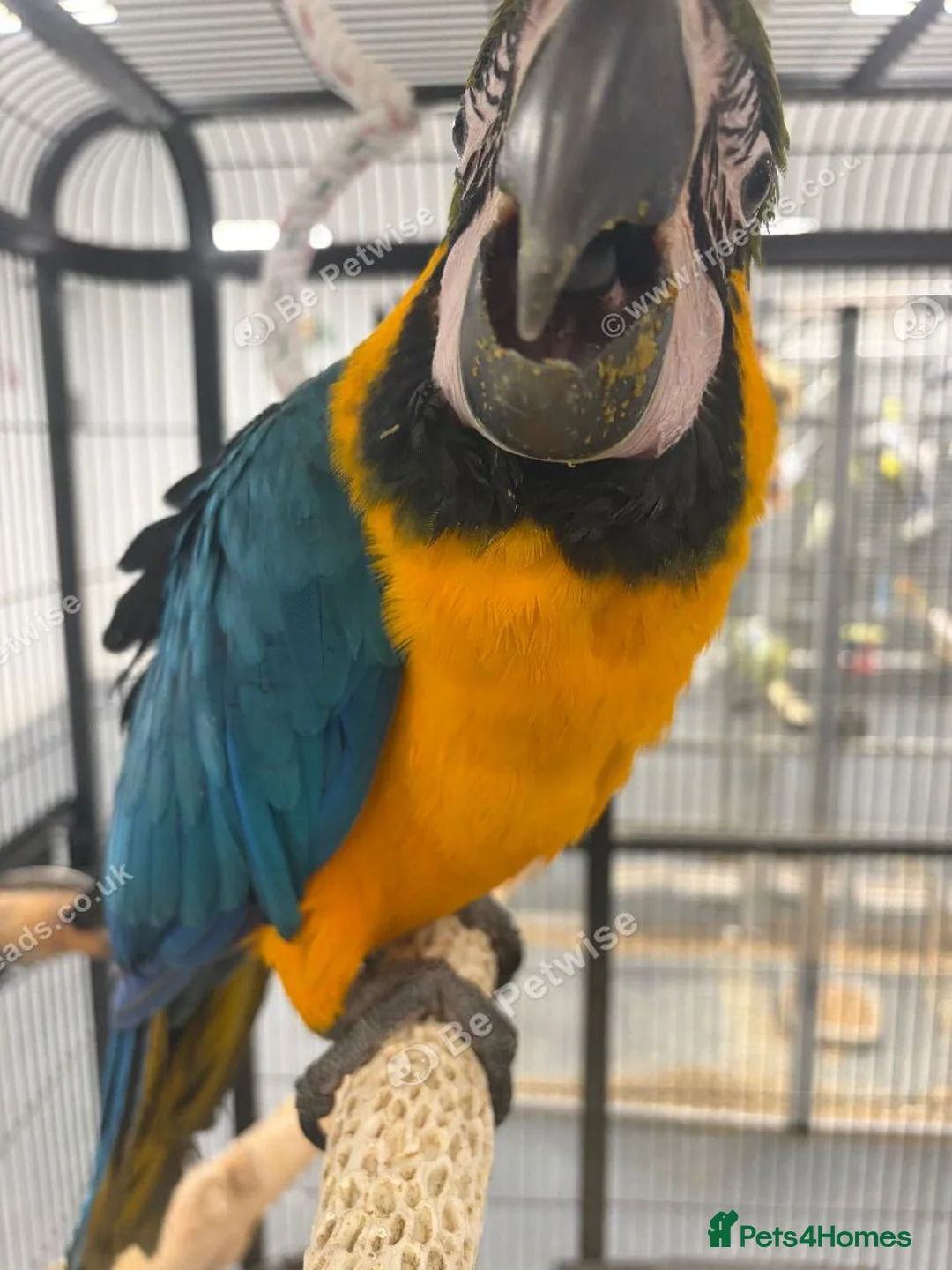Macaws birds for sale: Hand Reared Baby Blue & Gold Macaws  - Advert 2