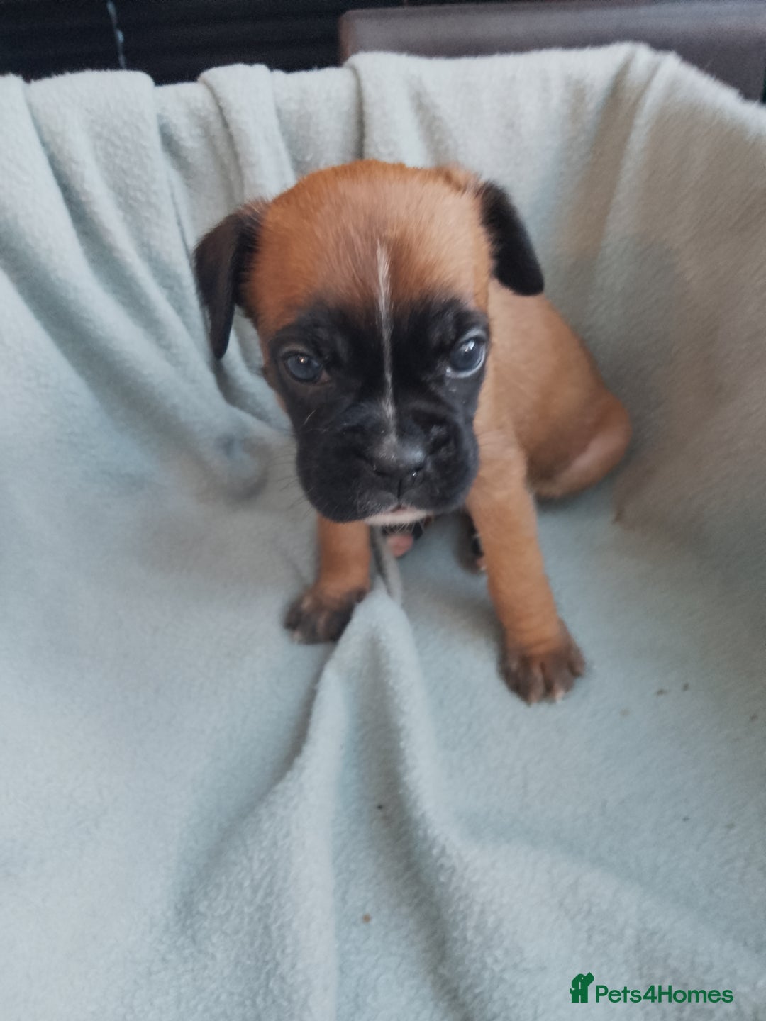 Boxer dogs for sale: Boxer Puppies  - Advert 13