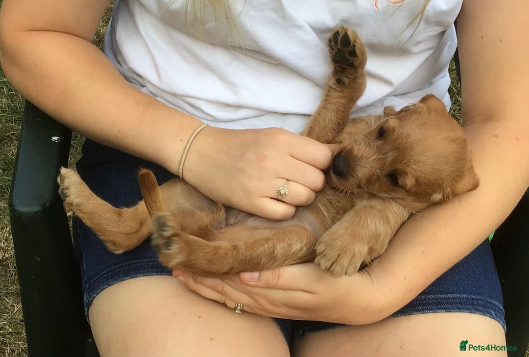 Hungarian Vizsla dogs for sale: VIZSIPOO puppies, Vizsla x Miniature Poodle - Image 25