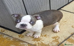 Boston Terrier dogs for sale: last Blue girl Bosto Terrier offers considered  in Leeds - Image 1