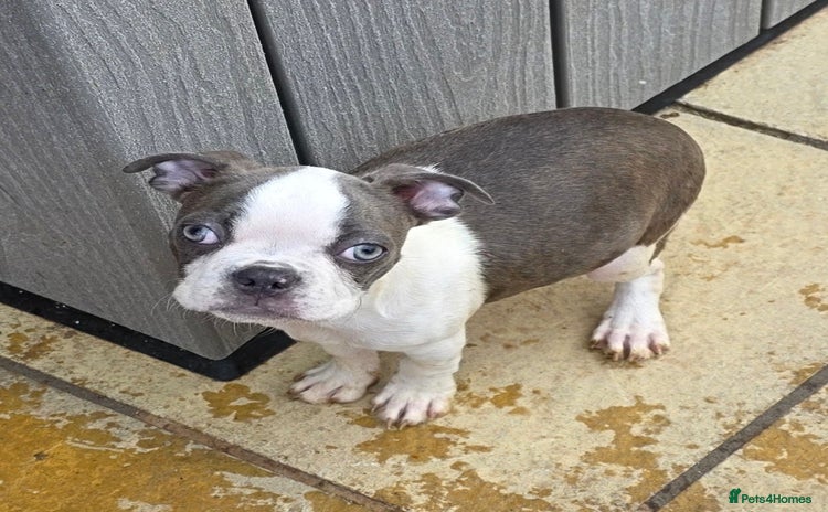 Boston Terrier dogs in Leeds - Advert 3