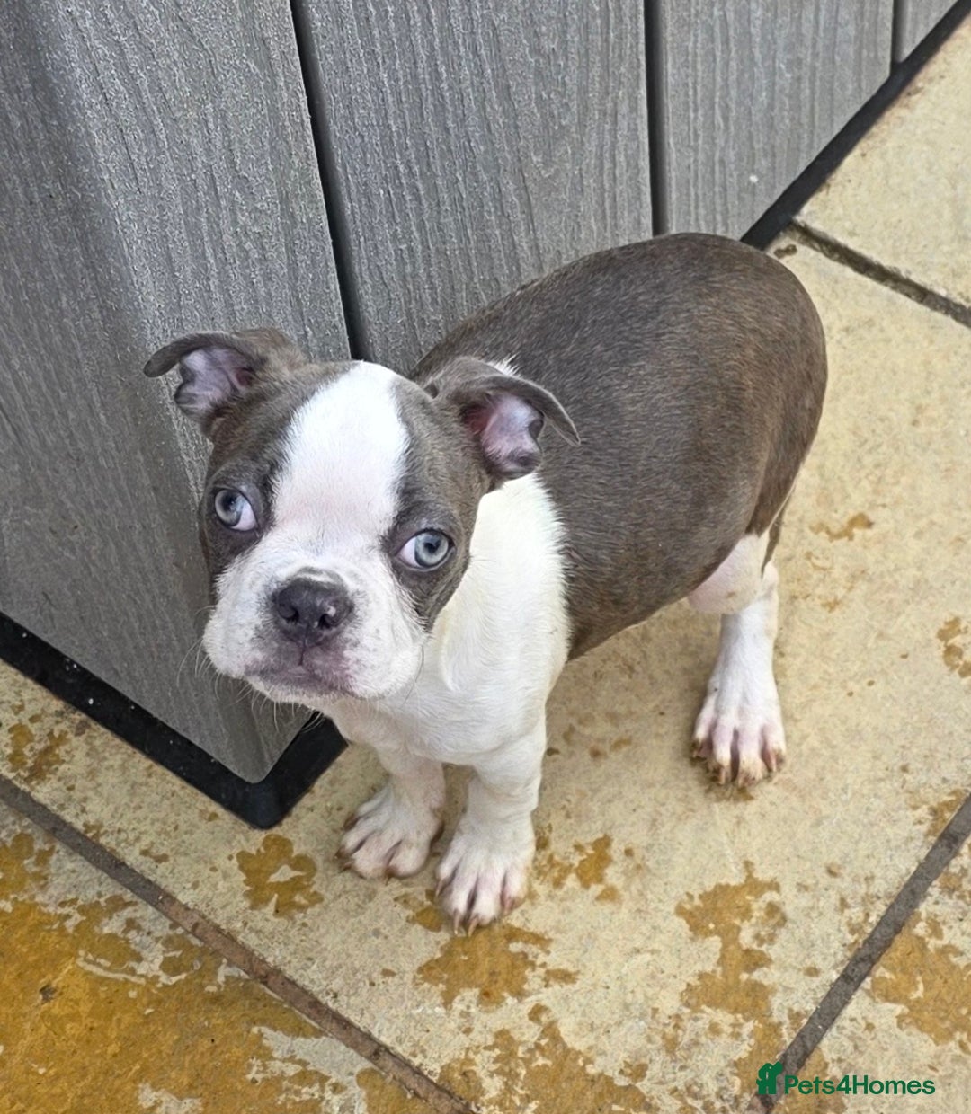 Boston Terrier dogs for sale: last Blue girl Bosto Terrier offers considered  in Leeds - Image 1