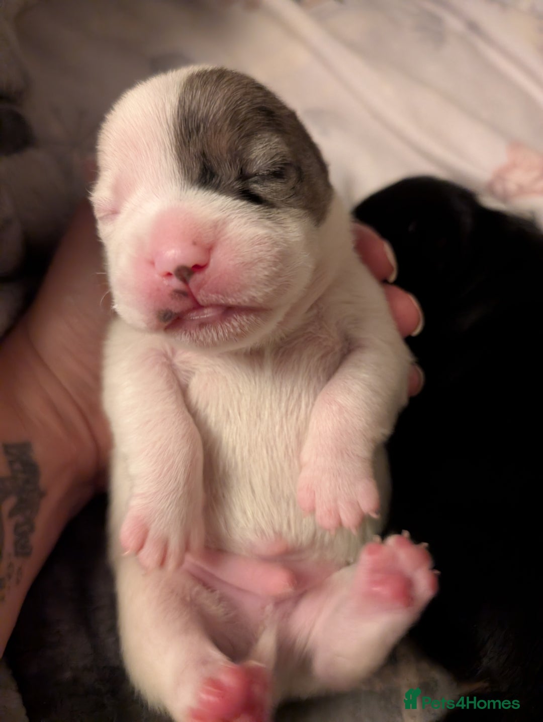 Mixed Breed dogs for sale: Stunning jack Russel cross staffy - Image 8