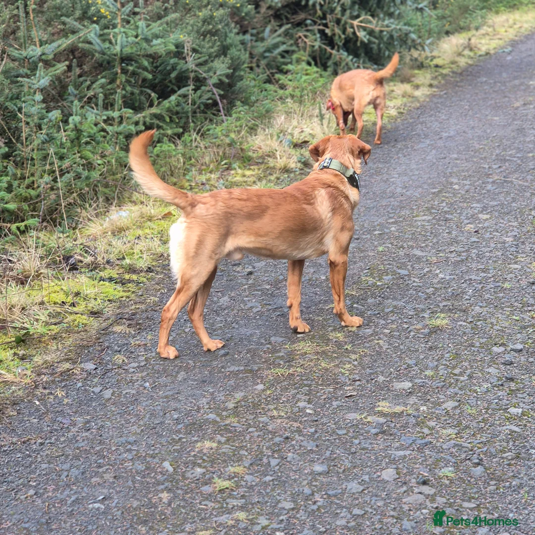 Labrador Retriever dogs for stud: Fully Health Tested Red Fox Lab Stud - Advert 7