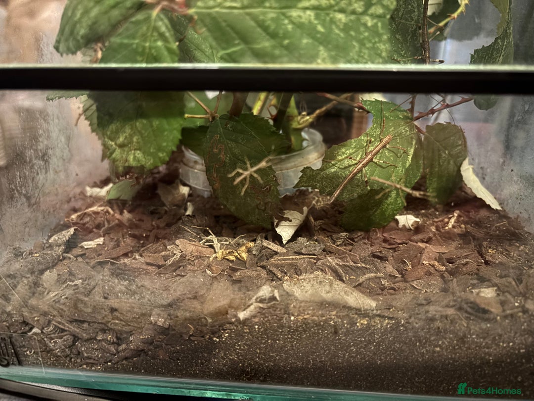 Stick Insects invertebrates for sale: Stick insects  - Advert 2