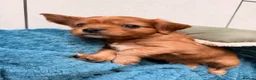 Cavapoochon dogs for sale: Cavalier King Charles Spaniel / Cavapooshon pups - Advert 10