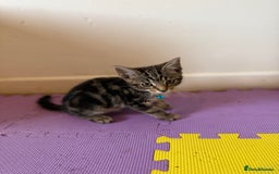 Domestic Shorthair cats for sale: 5 Kittens Looking For A Good Home - Image 19