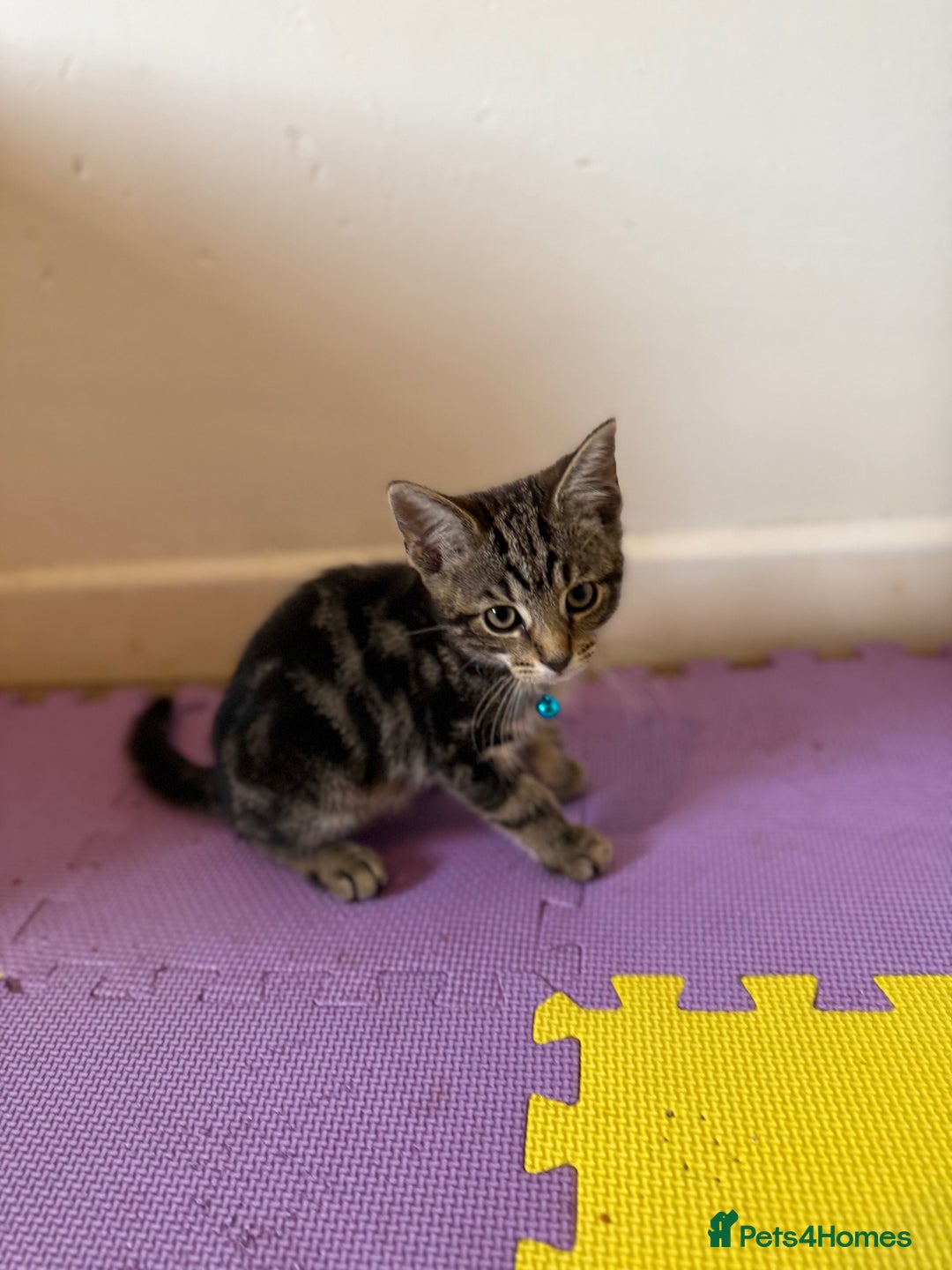 Domestic Shorthair cats for sale: 5 Kittens Looking For A Good Home - Image 19