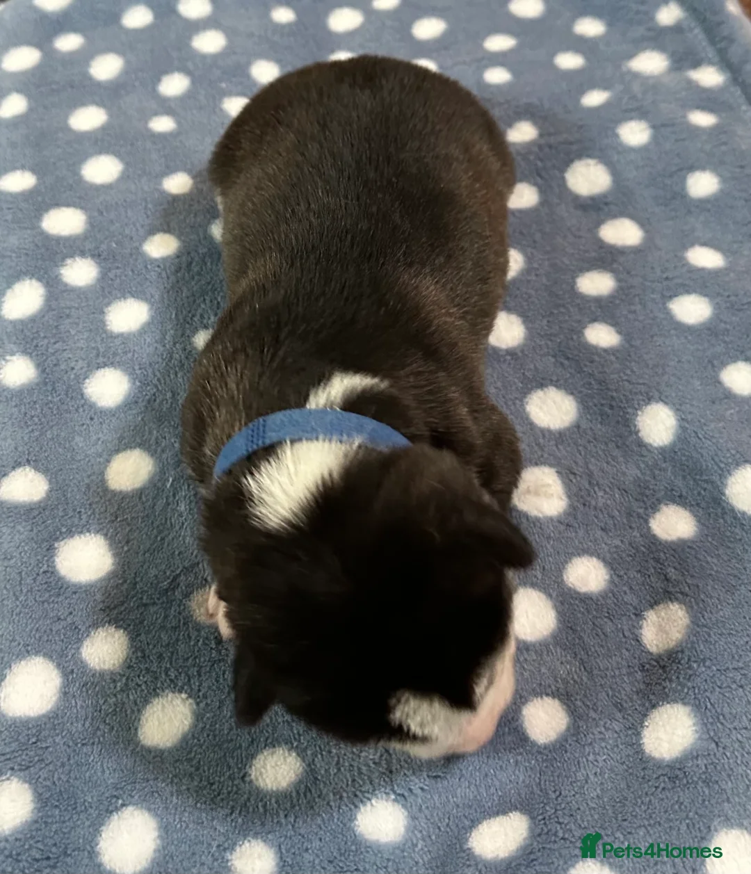 Siberian Husky dogs for sale: 4 Beautiful Siberian Husky Puppies - Advert 3