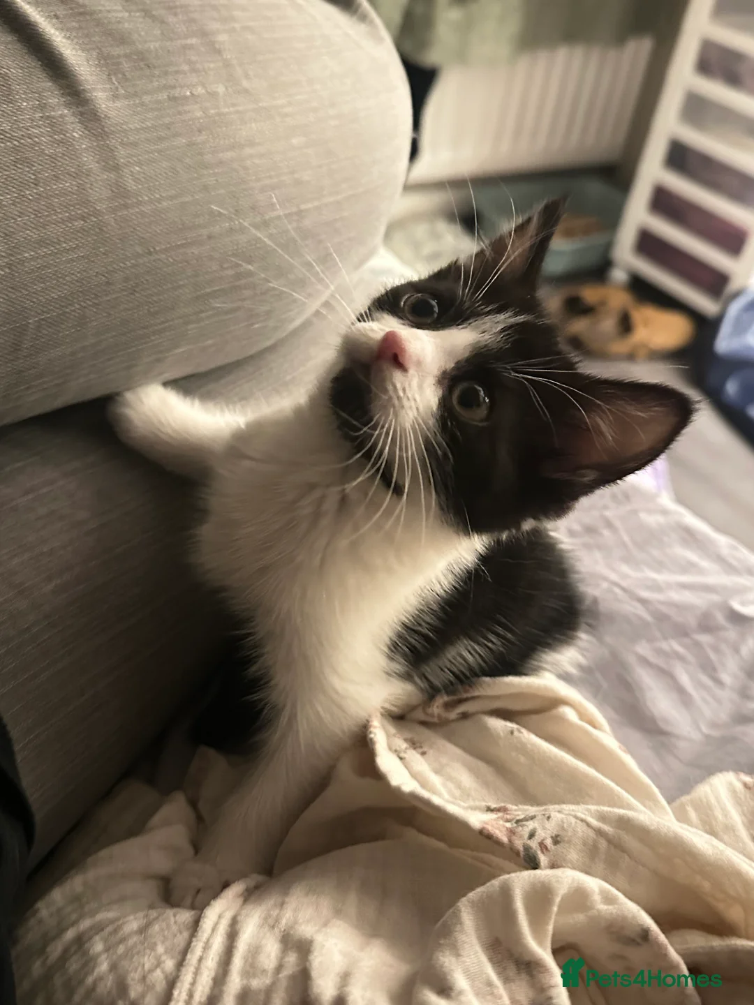 Mixed Breed cats for sale: mixed breed female kitten in need of a home!! - Advert 5