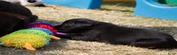 Labrador Retriever dogs for sale: Quality Labrador pups. Health tested parents - Advert 12