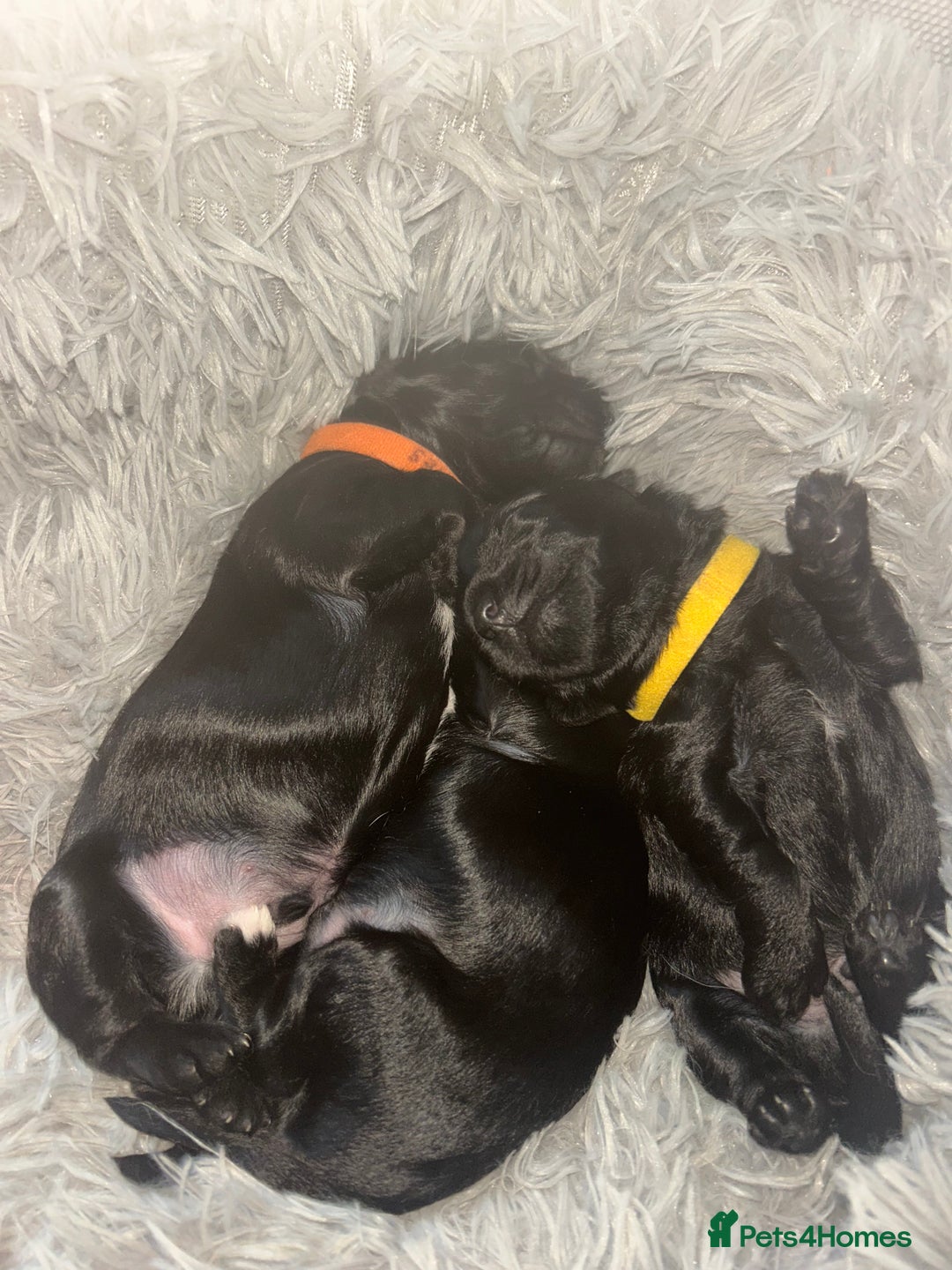 Mixed Breed dogs for sale: 3 beautiful boy yorkipoos   - Image 2