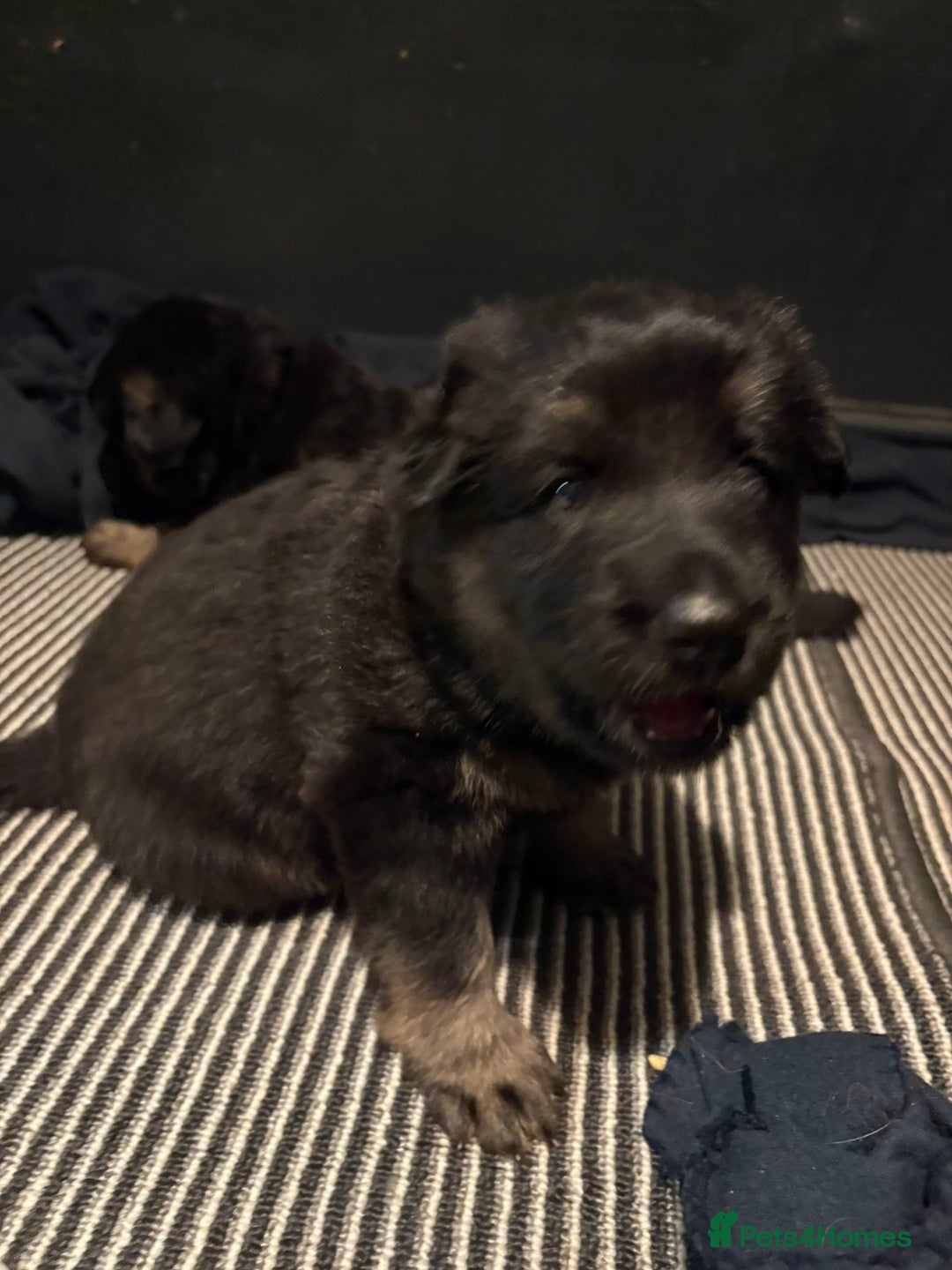 German Shepherd dogs for sale: German Shepherd Puppy's  - Advert 8