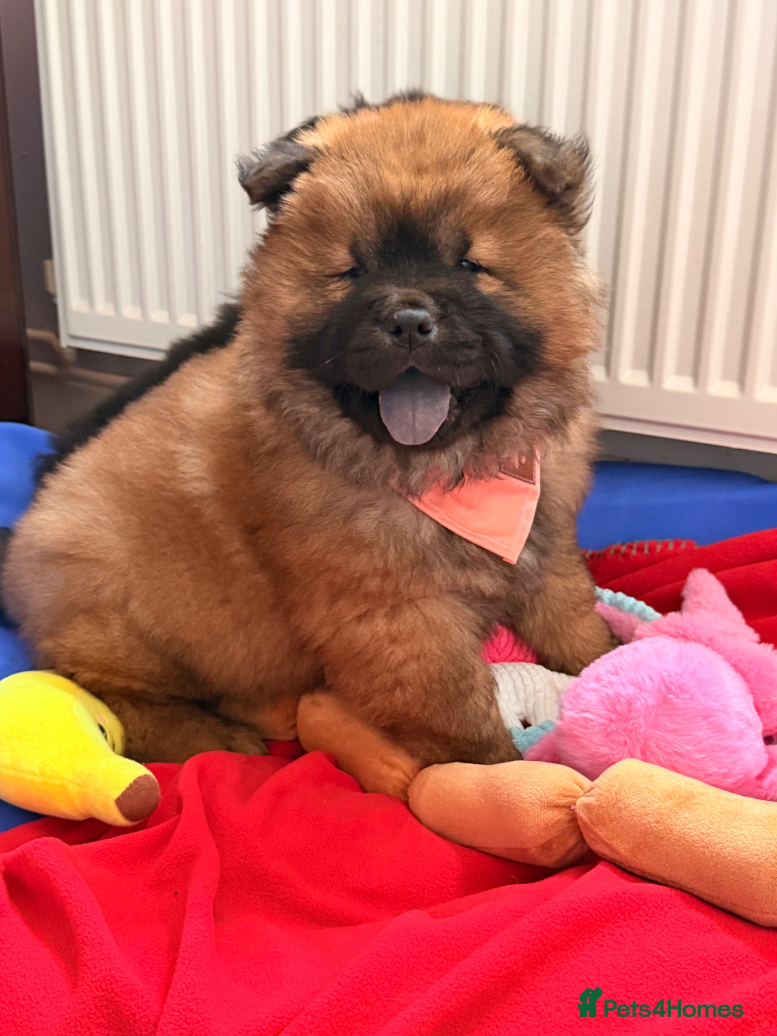 Chow Chow dogs for sale: Fluffy bears ready to go ❤️ in Lampeter - Advert 10