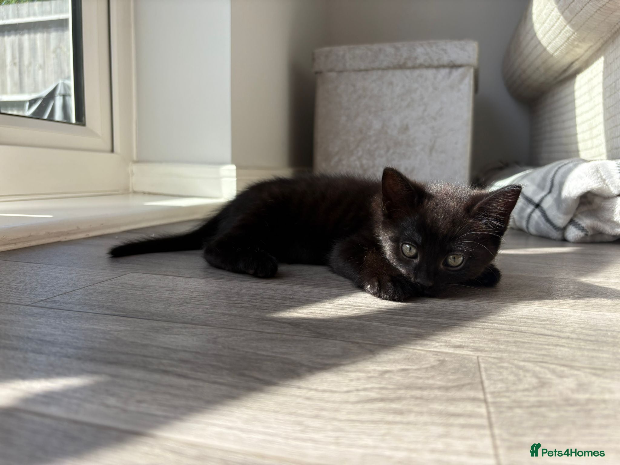 Mixed Breed cats Adorable kittens ready for there loving homes  - Advert 4