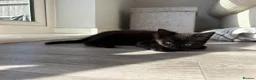 Mixed Breed cats for sale: Adorable kittens ready for there loving homes  in Hailsham - Advert 1