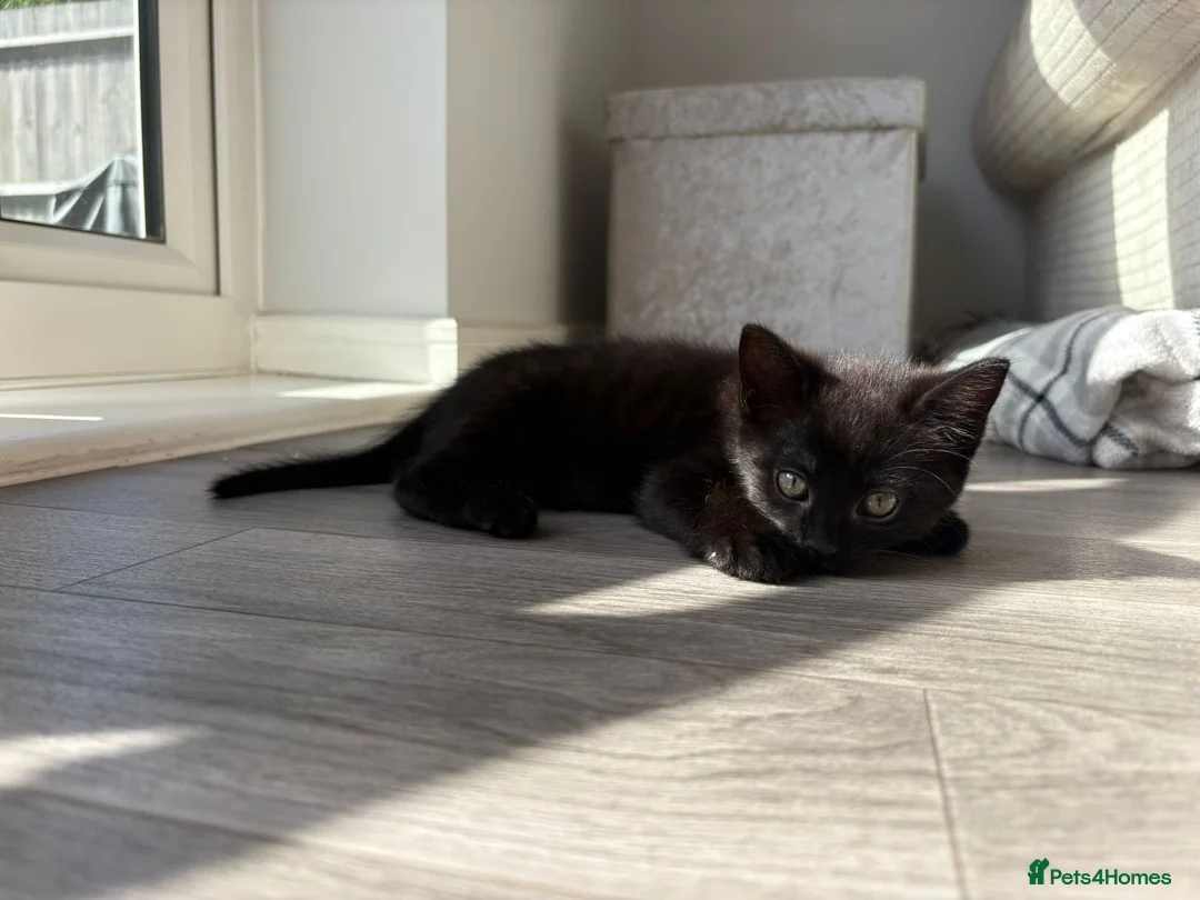 Mixed Breed cats for sale: Adorable kittens ready for there loving homes  in Hailsham - Advert 1
