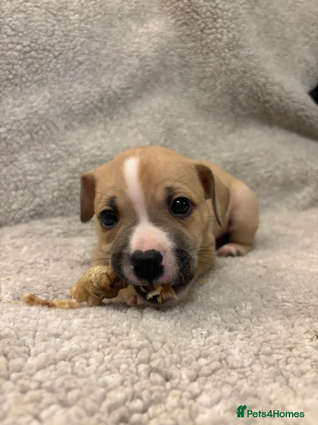 Mixed Breed dogs for sale: Amstaff x Staffy puppies - Advert 6