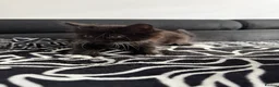 Mixed Breed cats for sale: Gorgeous Black & White Kittens - Two boys left - Advert 5