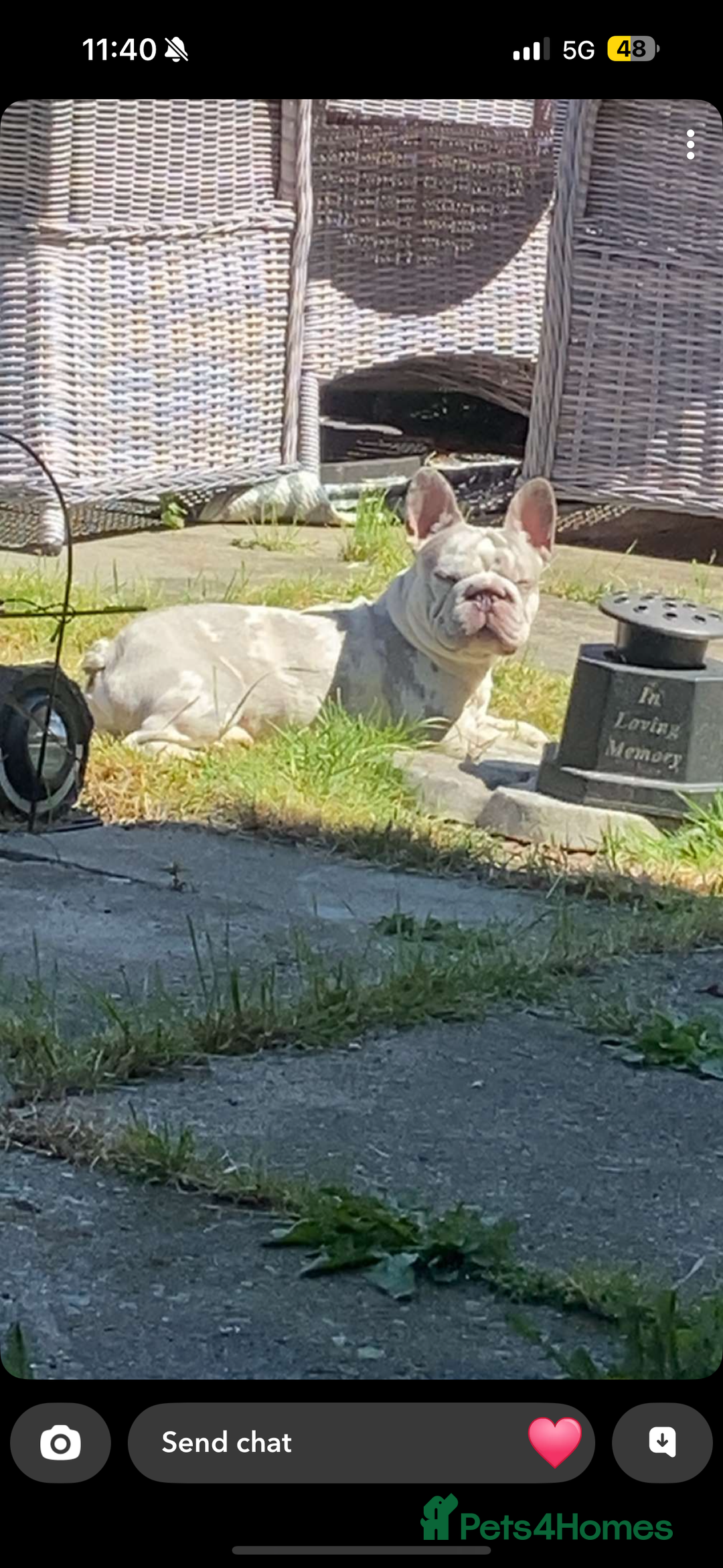 French Bulldog dogs for sale: Micro frenchie male  - Image 4