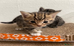 Mixed Breed cats for sale: 1x spotty boy and X3 tabby girls  - Image 8