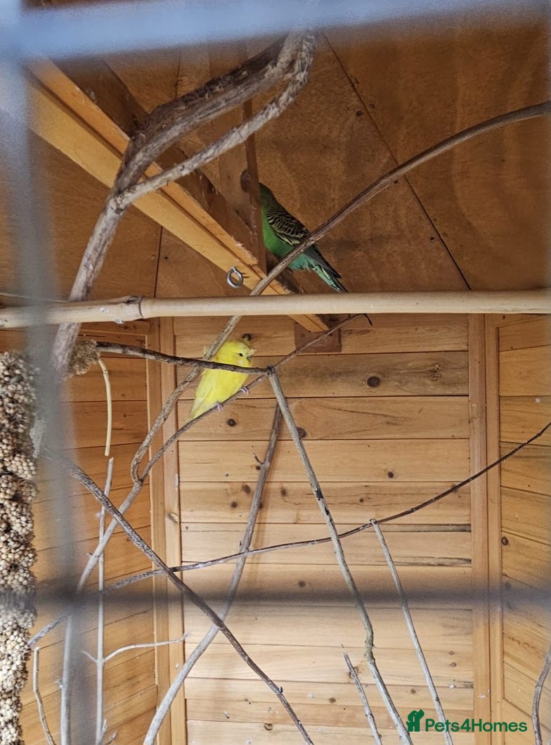 Budgerigars birds Male and female budgies for sale - Advert 1