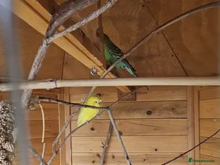 Budgerigars birds Male and female budgies for sale - Advert 1