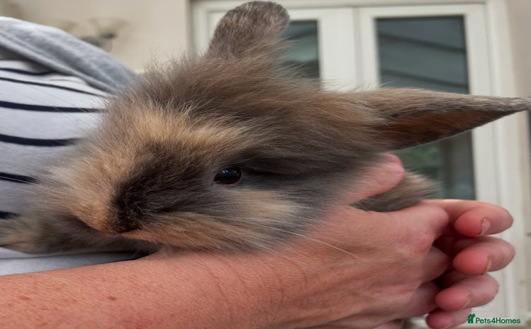 Lionhead rabbits - Advert 7