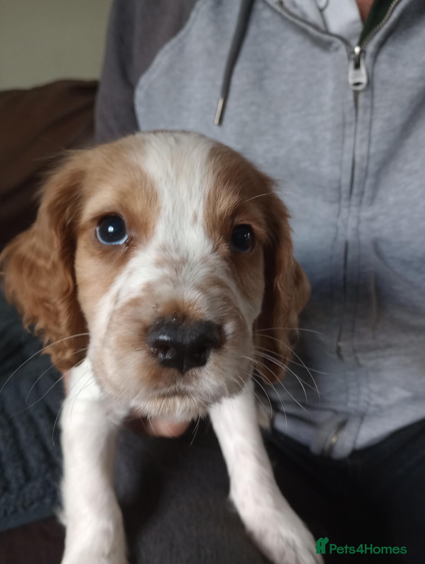 Cocker Spaniel dogs Working cocker spaniel puppies  - Advert 2