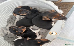Jack Russell dogs for sale: Jack Russell Puppies  - Image 8