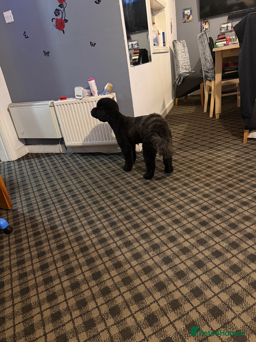Miniature Poodle dogs for sale: For sale 4 gorgeous girls and 2 boys  - Advert 20
