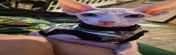 Sphynx cats for sale: Pick of litter left 1 stunning male sphynx kitten - Advert 3