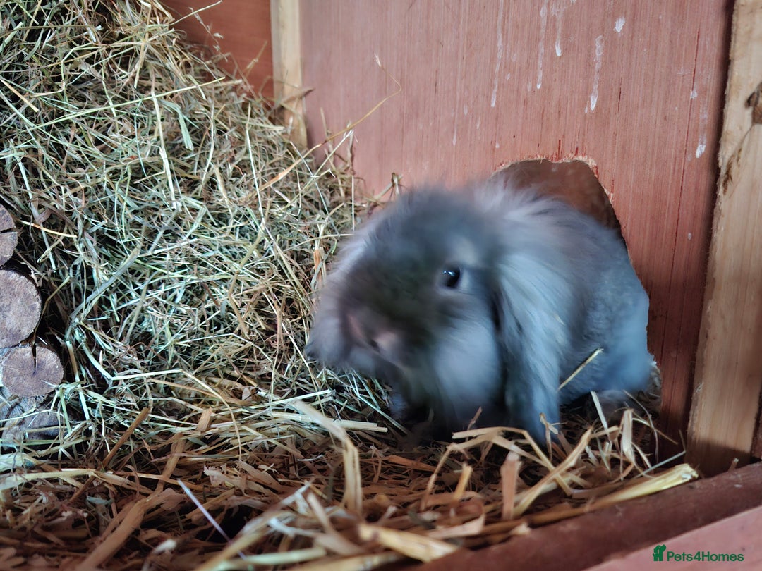 Mixed Breed rabbits for sale: Last Minilop, lionhead, mixed breed baby rabbits. - Image 11