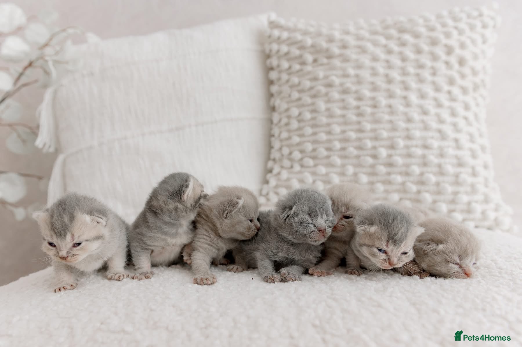 British Shorthair cats Beautiful British short hair kittens 🐈‍⬛ - Advert 1