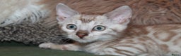 Bengal cats for sale: Last snow boy READY NOW  - Advert 13