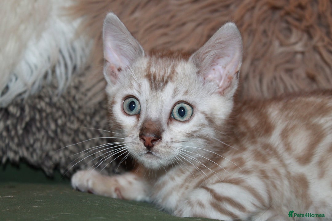 Bengal cats for sale: Last snow boy READY NOW  - Advert 13