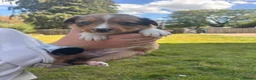 Mixed Breed dogs for sale: 6 Beautiful Puppies❤️ - Advert 18