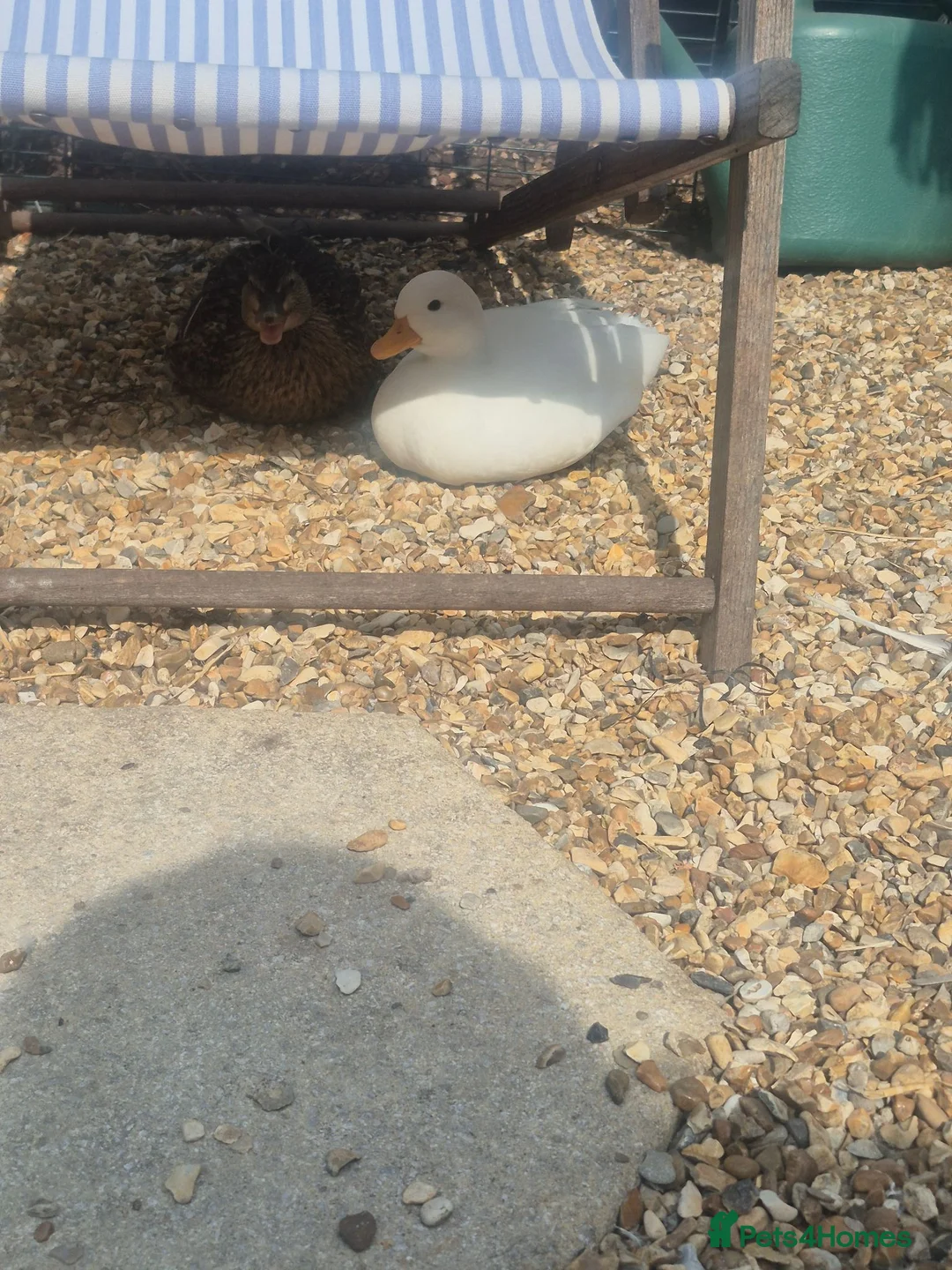 Ducks poultry for sale: Beautiful pure white call drake  - Advert 3