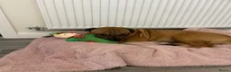Mixed Breed dogs for sale: Maggie  in Norwich - Advert 5
