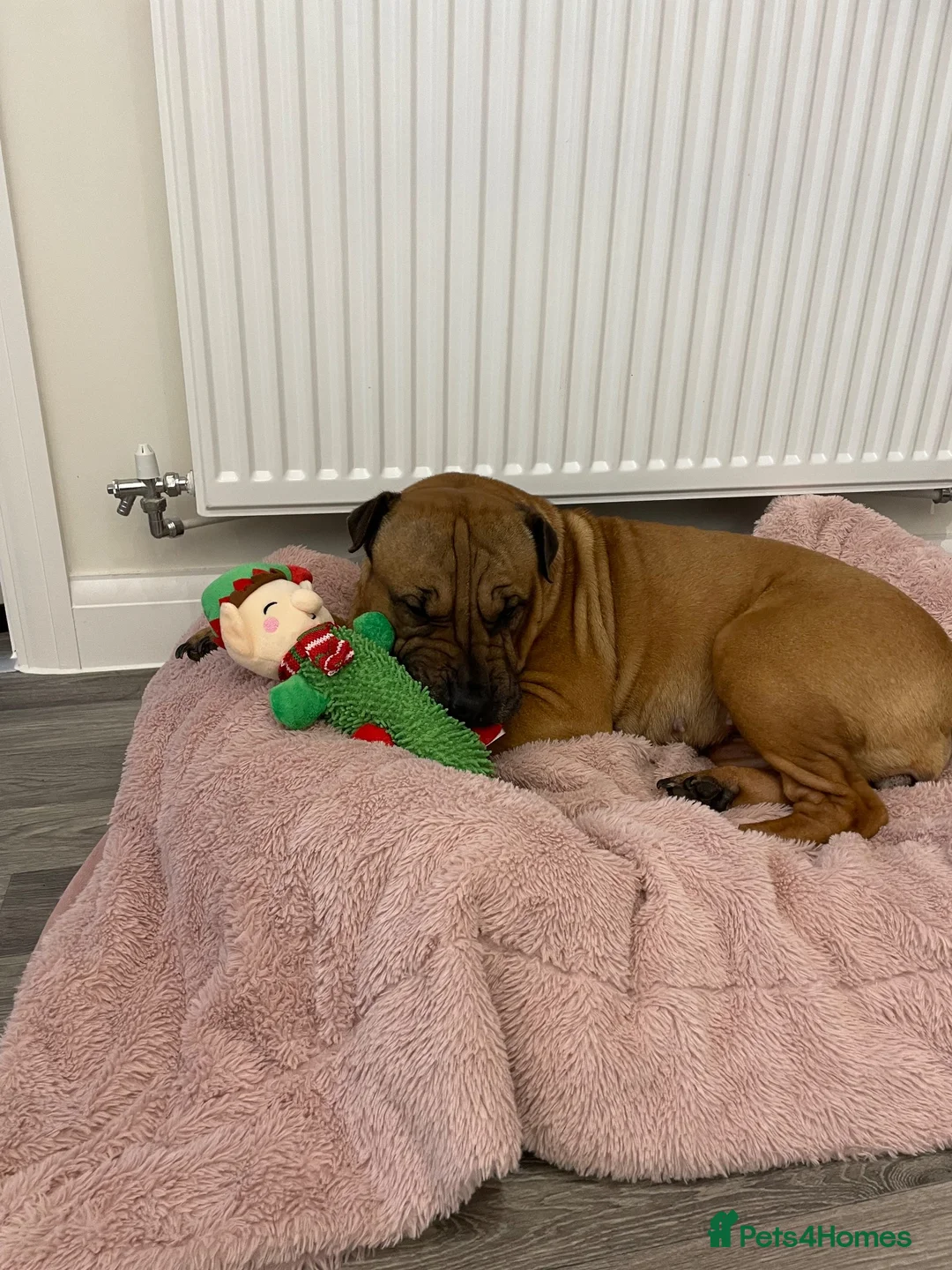 Mixed Breed dogs for sale: Maggie  in Norwich - Advert 5