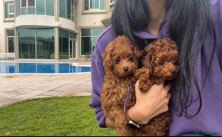 Toy Poodle dogs - Advert 5