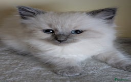 Ragdoll cats for sale:  Ragdoll kitten  - Advert 5
