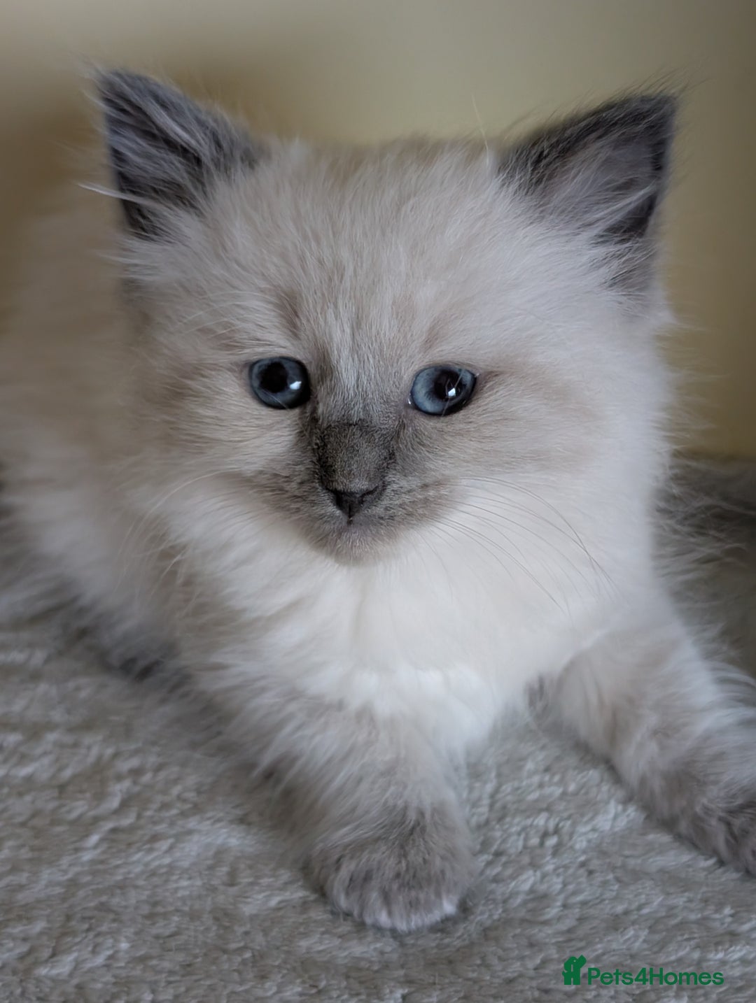 Ragdoll cats for sale:  Ragdoll kitten  - Advert 5