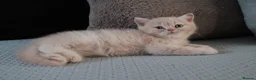 British Shorthair cats for sale: TICA British Shorthair & Longhair Kittens  - Advert 22