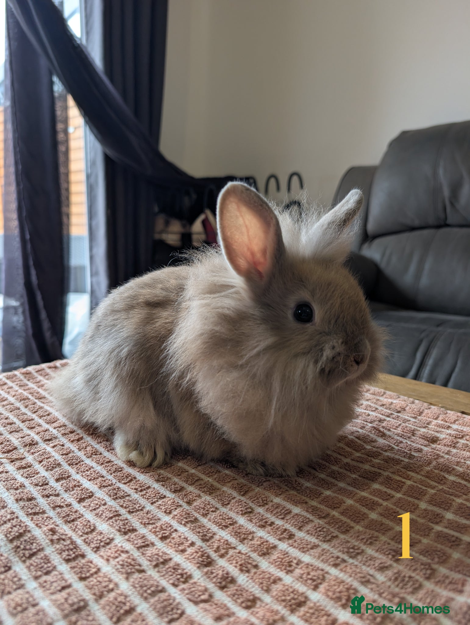 Lionhead rabbits 🐰 Baby Rabbits Looking for a New Home 🐰 - Advert 6