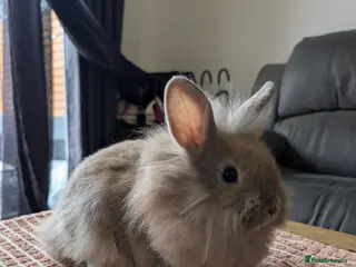 Lionhead rabbits 🐰 Baby Rabbits Looking for a New Home 🐰 - Advert 6