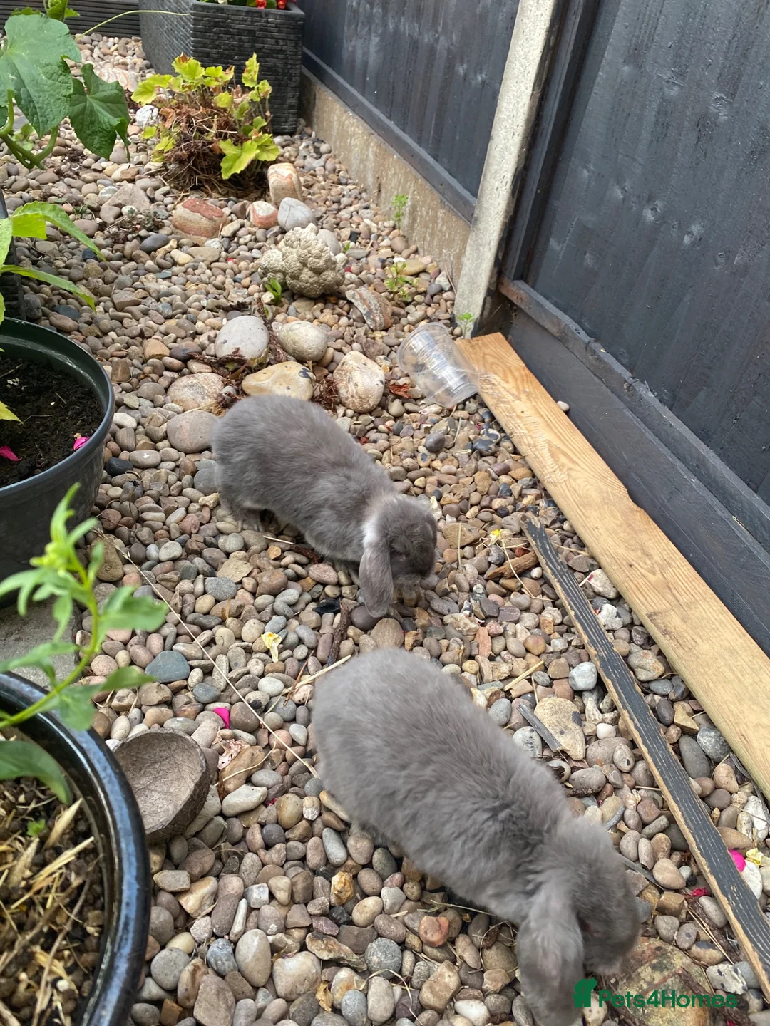 Mini Lop rabbits for sale: Healthy baby rabbits ready for loving homes in Swindon - Advert 11