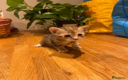 Mixed Breed cats for sale: 5 kittens for sale - 3 boys and 3 girls  - Image 9