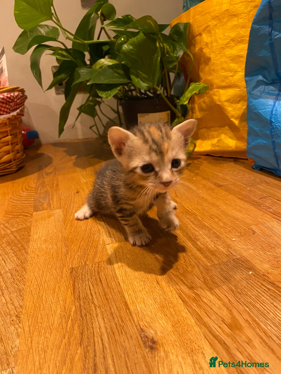 Mixed Breed cats for sale: 5 kittens for sale - 3 boys and 3 girls  - Image 9
