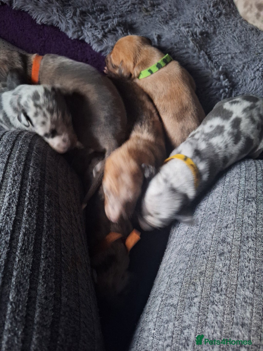 Lurcher dogs for sale: Saluki Lurcher  - Image 27